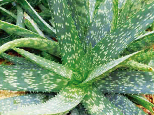 El aloe vera